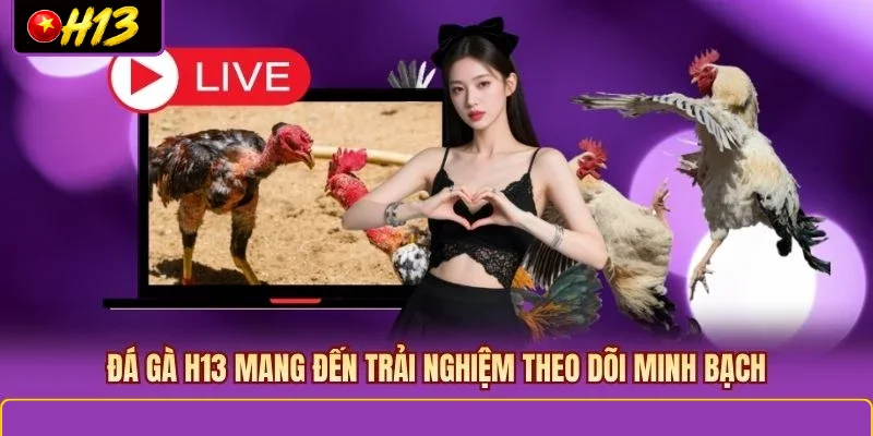 Đá Gà H13 mang đến trải nghiệm theo dõi minh bạch